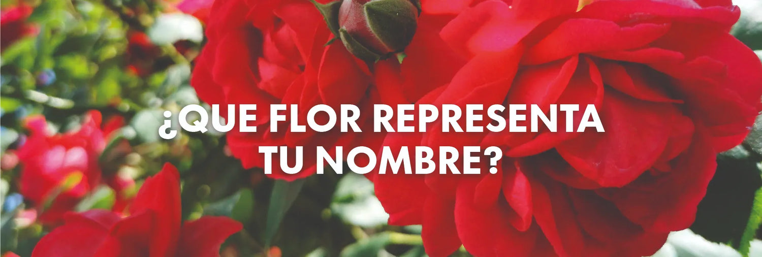 Glosario Floral: Descubre qué flor representa tu nombre y personalidad