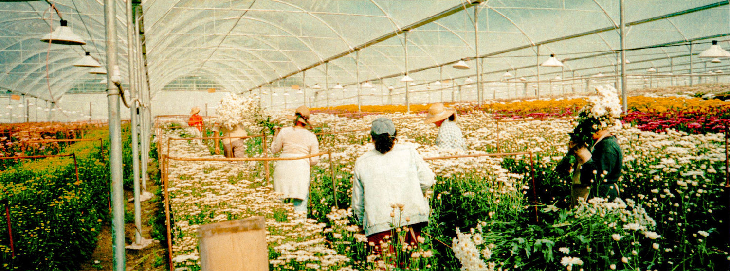 Una Aventura de Fresas e innovación