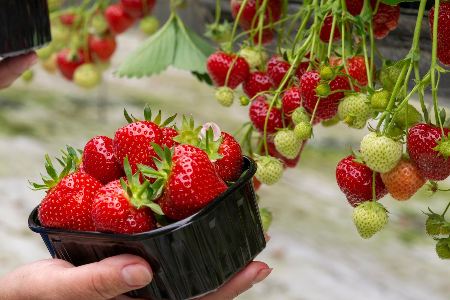 ¿Conoces lo que son los cultivos hidropónicos?