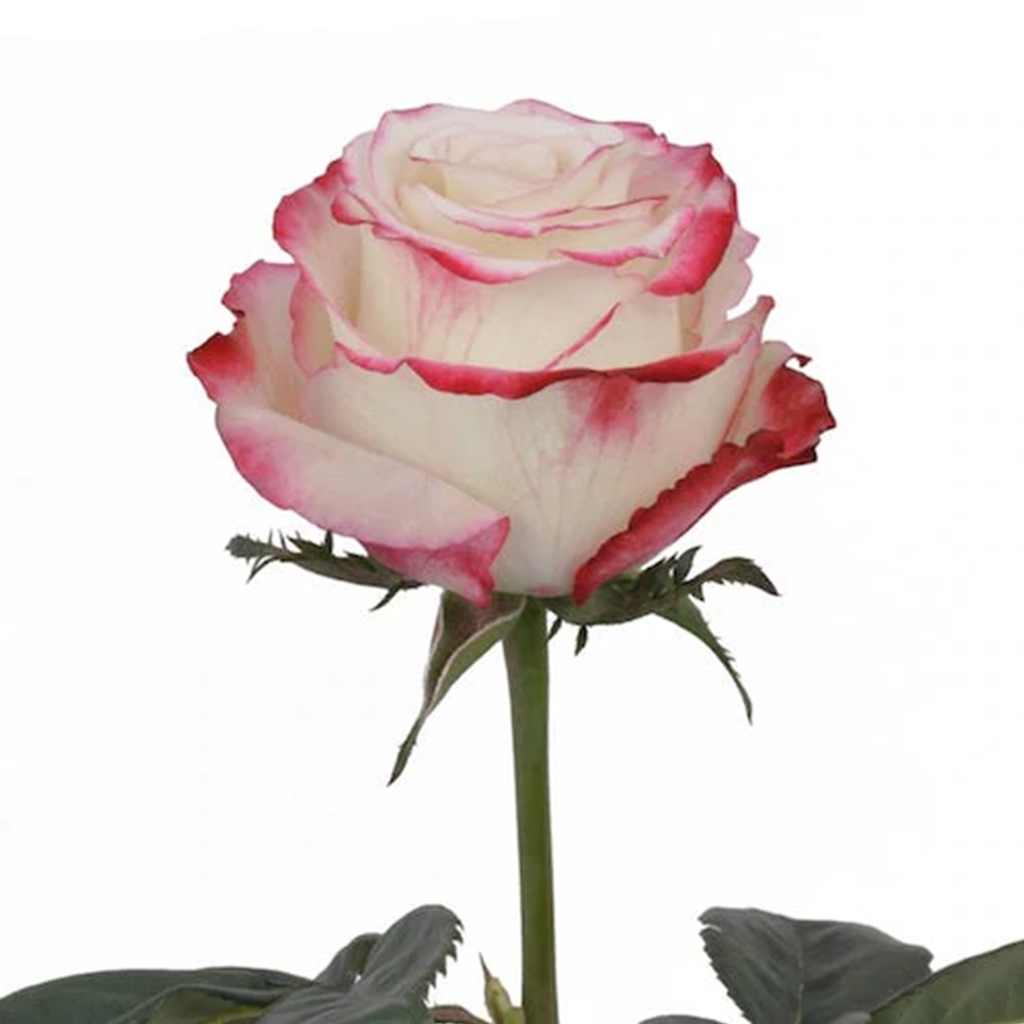 Rosas (50 cm)