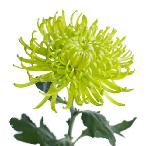 Cremón - Crisantemo Anastasia (10 tallos)