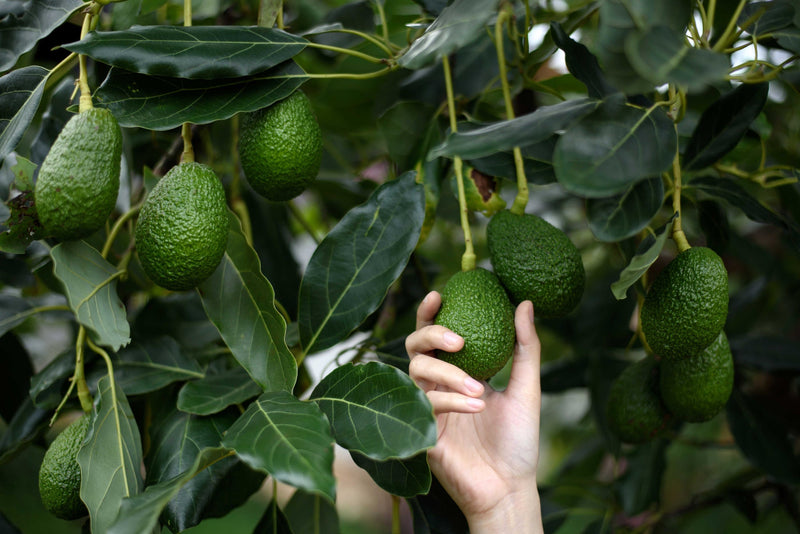 Cosas que no sabías del aguacate