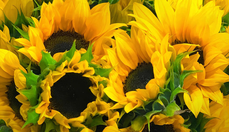 Flores