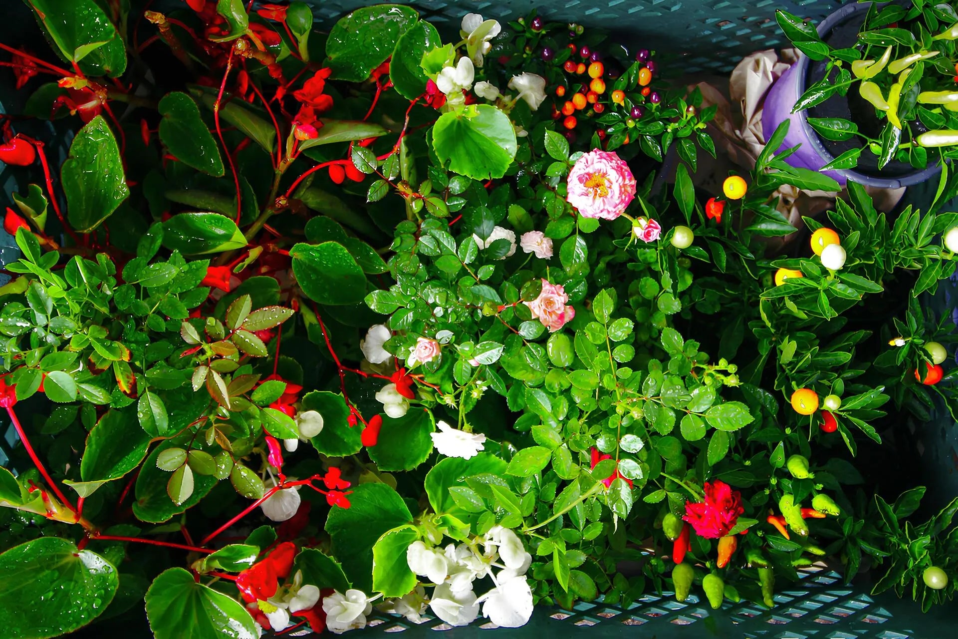 Plantas