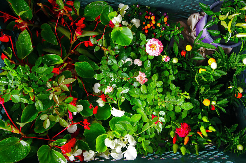 Plantas