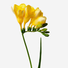 Amarilla