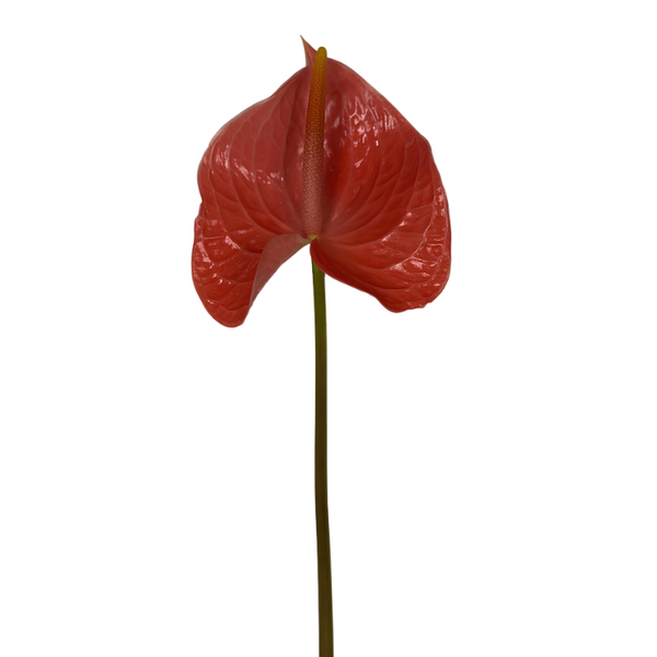 Salmón