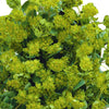 Bupleurum (5 tallos)