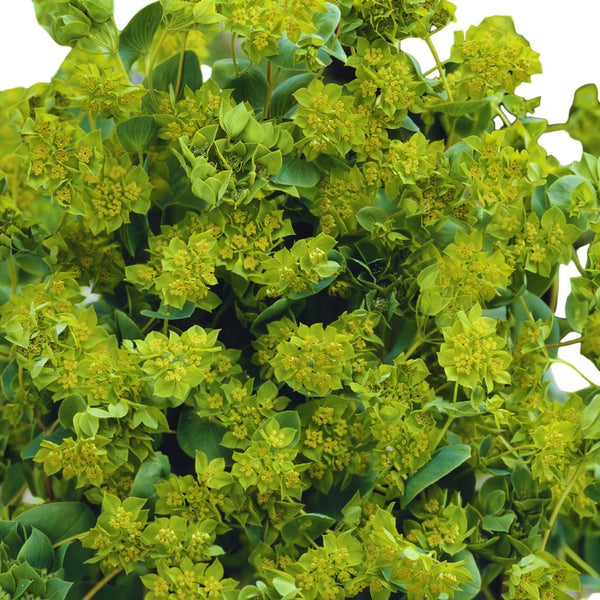 Bupleurum (5 tallos)