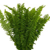Helecho Peinilla (20 Tallos)
