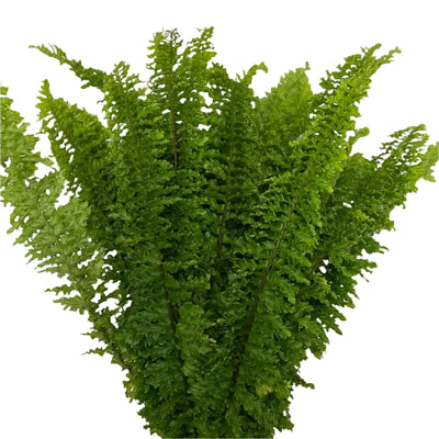 Helecho Peinilla (20 Tallos)