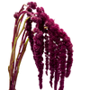 Rojo Vino