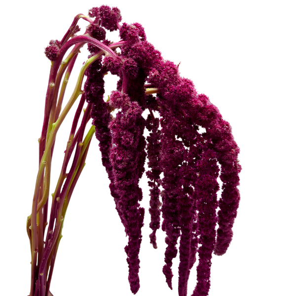 Rojo Vino