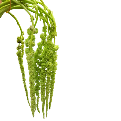 Amaranthus ( 10 tallos )