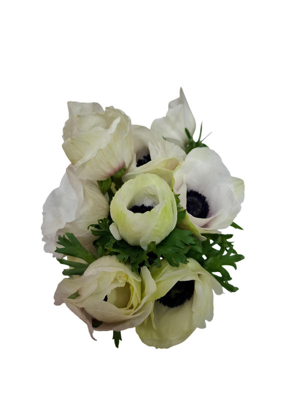 Blanco