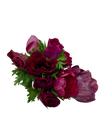 Fucsia