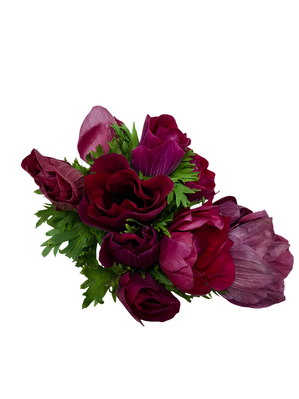 Fucsia