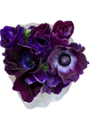 Morado fuerte