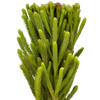 Centaurea Imp - ( 10 tallos )