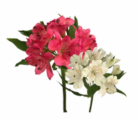Flores