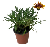 Plantas