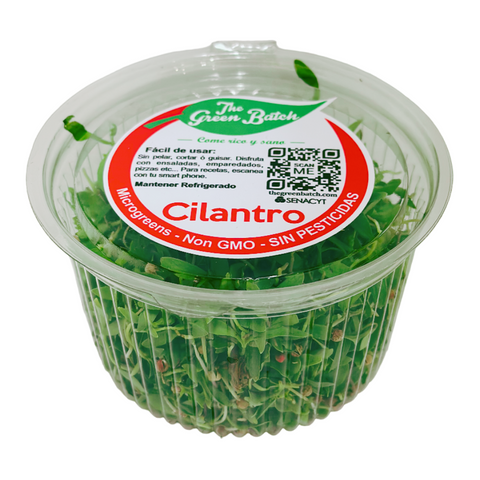 Microgreens Cilantro