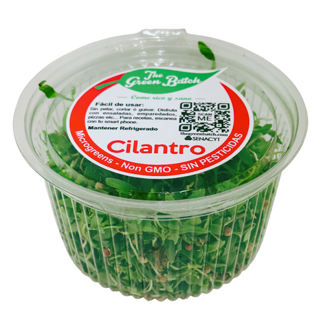 Microgreens Cilantro