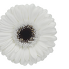 Blanca
