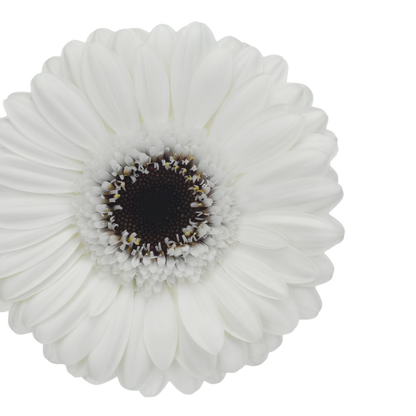 Blanca