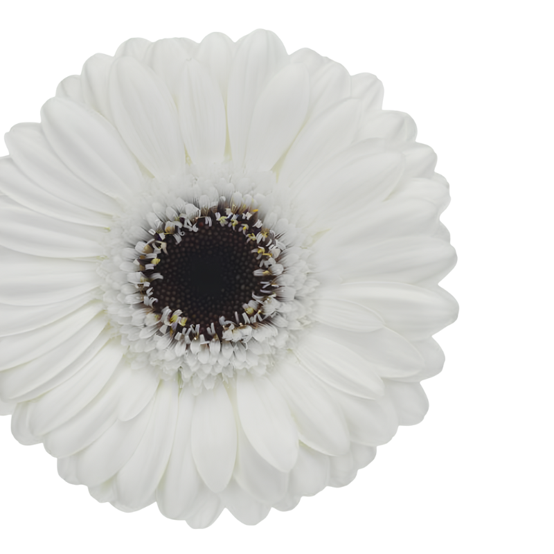 Blanca