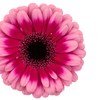 Fucsia Dos