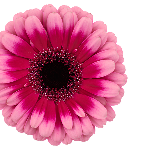 Fucsia Dos