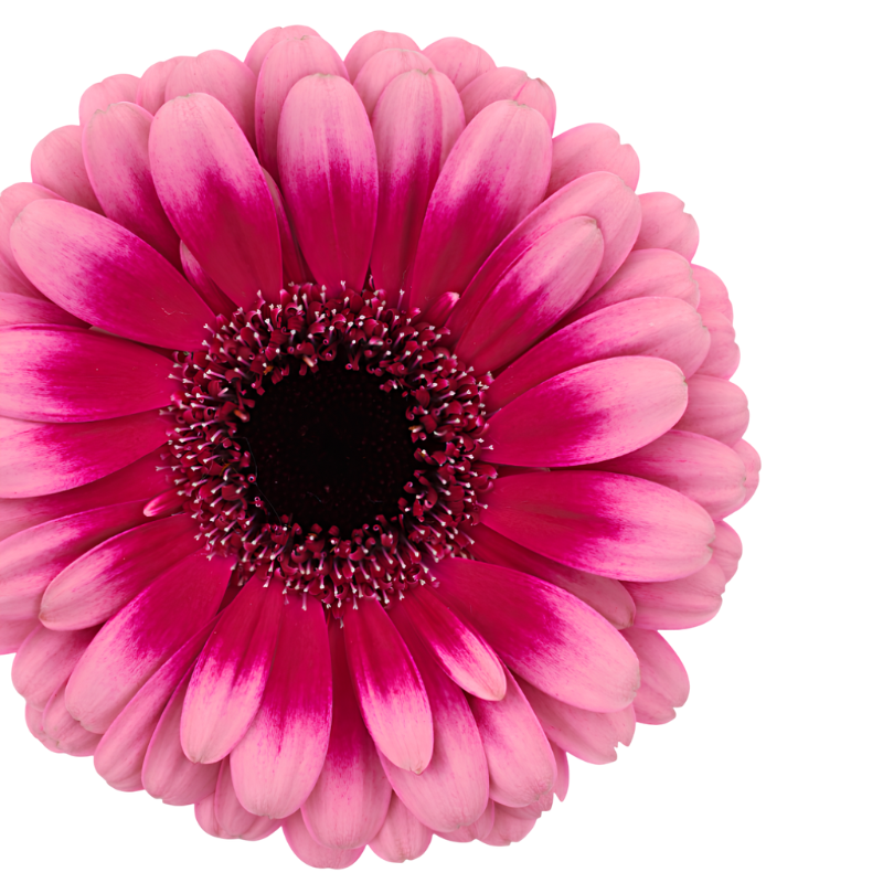 Fucsia Dos