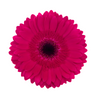 Fucsia