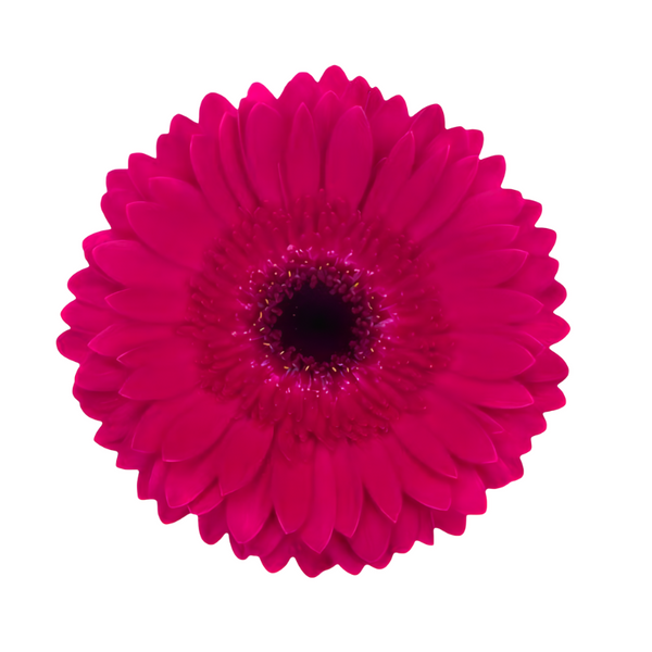 Gerbera (4 tallos)