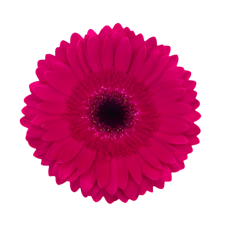 Fucsia