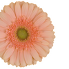 Rosado Peach Centro Verde