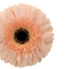 Rosado Peach