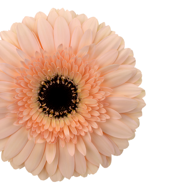 Rosado Peach