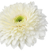 Pomponi Blanca