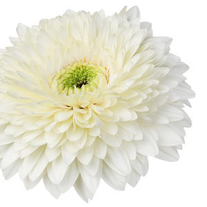 Pomponi Blanca