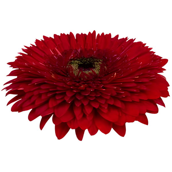 Pomponi Rojo Oscuro