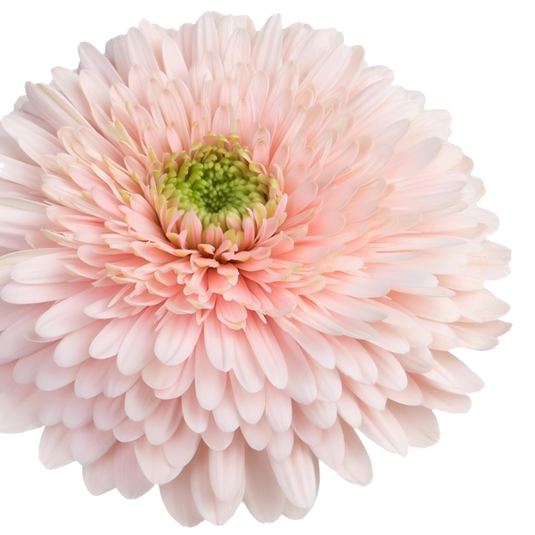 Pomponi Rosado Claro