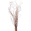 Curly Willow