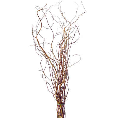 Curly Willow