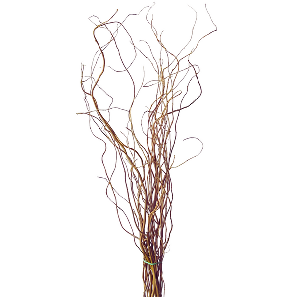 Curly Willow