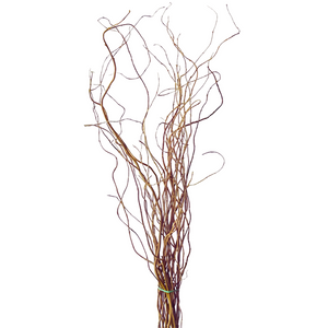 Curly Willow