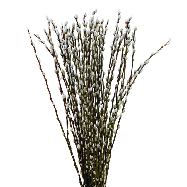 Pussy Willow (10 Tallos)