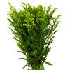 Solidago (10 tallos)