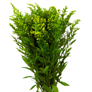 Solidago (10 tallos)